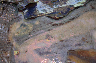 Pond - detail